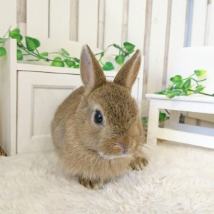 ネザーランドドワーフ　チェスナット（DS)