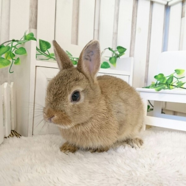 ネザーランドドワーフ　チェスナット（DS)