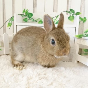 ネザーランドドワーフ　チェスナット（DS)