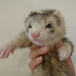 シルバーミット（男の子）