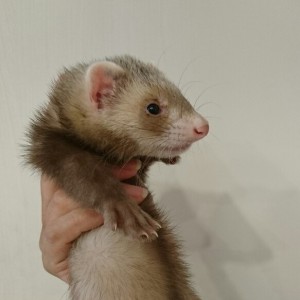 バタースコッチ　男の子