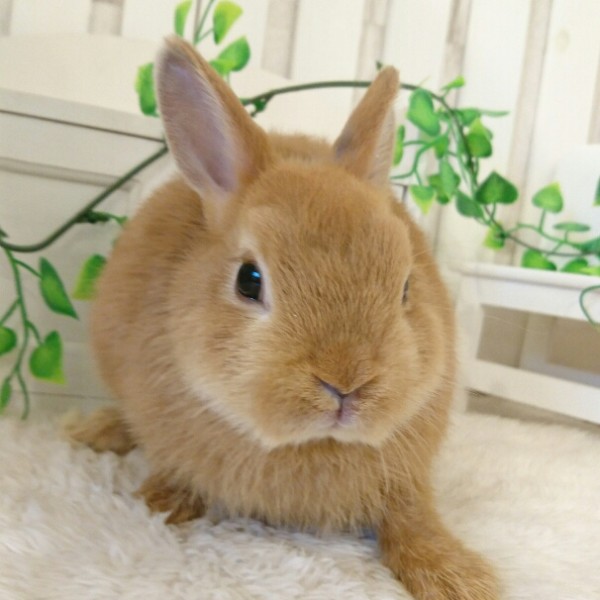 ネザーランドドワーフ　オレンジ（FS)