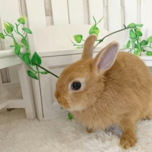 ネザーランドドワーフ　オレンジ（FS)