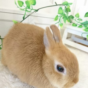 ネザーランドドワーフ　オレンジ（FS)