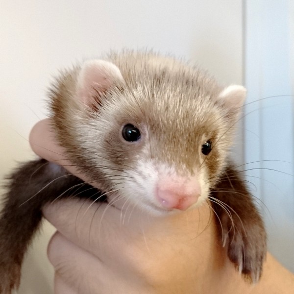 バタースコッチ（女の子）