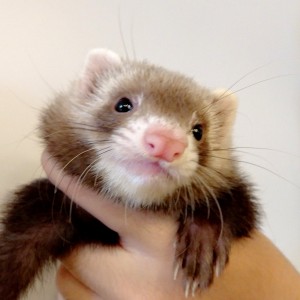 バタースコッチ（女の子）