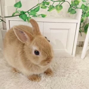 ネザーランドドワーフ　オレンジ（GA)