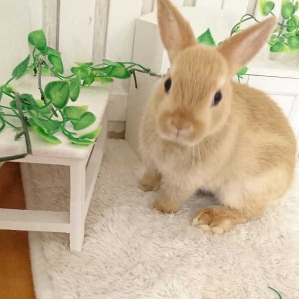 ネザーランドドワーフ　オレンジ（GA)