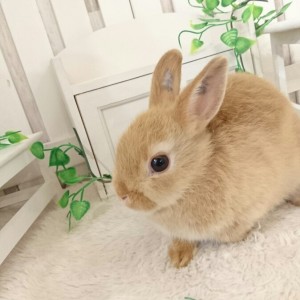 ネザーランドドワーフ　オレンジ（GA)