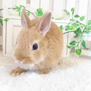 ネザーランドドワーフ　オレンジ（GE)