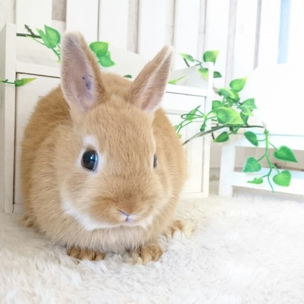 ネザーランドドワーフ　オレンジ（GE)