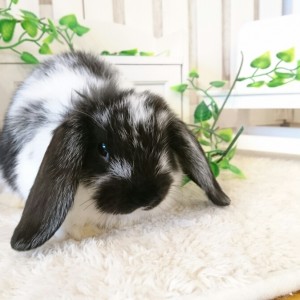 ホーランドロップ　ブロークンブラック（8B6)