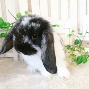 ホーランドロップ　ブロークンブラック（8B6)