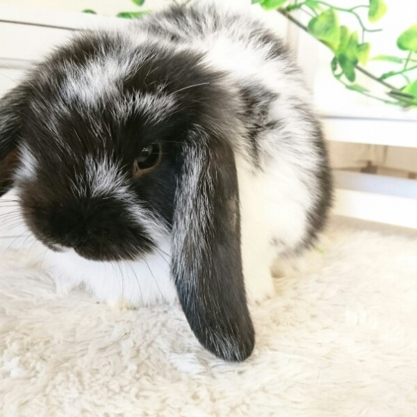 ホーランドロップ　ブロークンブラック（8B6)