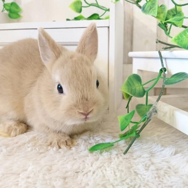 ネザーランドドワーフ　リンクス（GD)