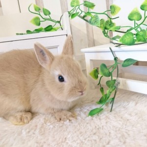 ネザーランドドワーフ　リンクス（GD)