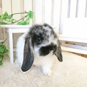 ホーランドロップ　ブロークンブラック（P59)