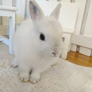 ネザーランドドワーフ　フロスティ（11W)