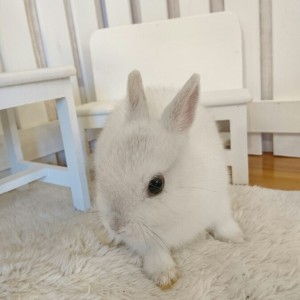 ネザーランドドワーフ　フロスティ（11W)