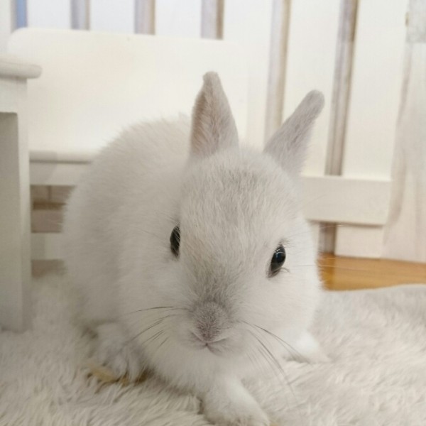 ネザーランドドワーフ　フロスティ（11W)