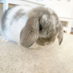 ホーランドロップ　ブロークンオパール（8E2)