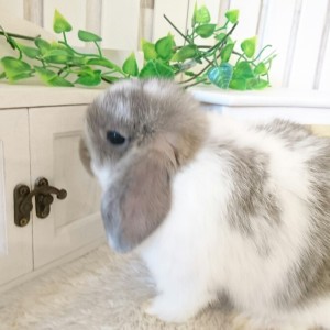 ホーランドロップ　ブロークンオパール（8E2)