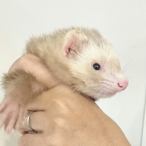 シナモン（女の子）