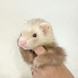 シナモン（女の子）