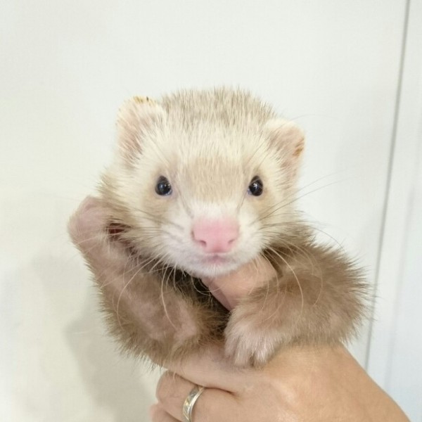 シナモン（女の子）