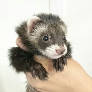 ブラックセーブル（男の子）