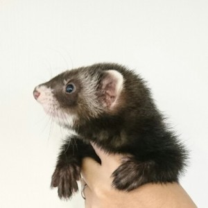 ブラックセーブル（男の子）