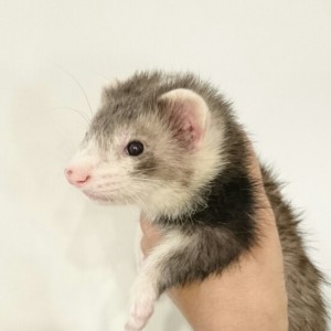 セーブルミット（男の子）