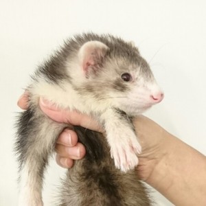 セーブルミット（男の子）