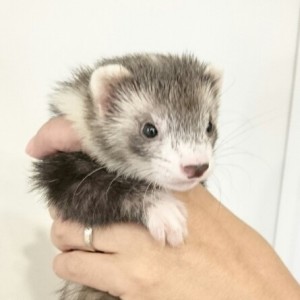 ダークシルバーミット（女の子）