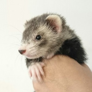 ダークシルバーミット（女の子）