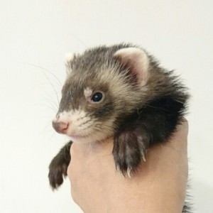 ブラックセーブル・ボブテール（女の子）