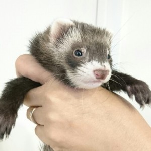 ブラックセーブル・ボブテール（女の子）