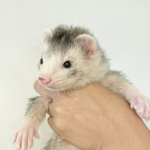 シルバーミット（男の子）