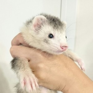 シルバーミット（男の子）