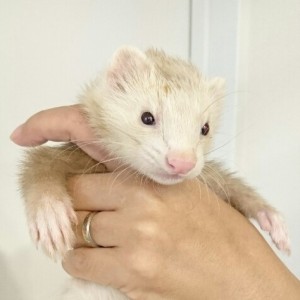 シナモン（男の子）