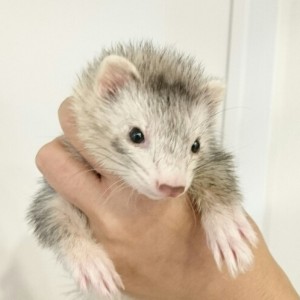 シルバーミット（女の子）