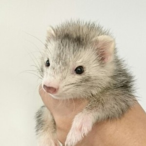 シルバーミット（女の子）