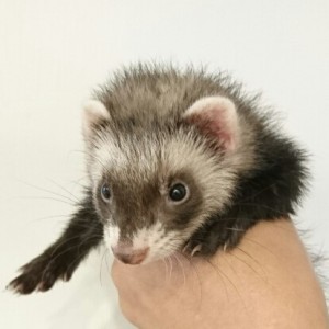 セーブル（女の子）