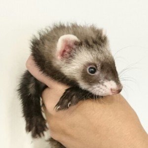 セーブル（女の子）