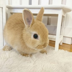 ネザーランドドワーフ　オレンジ（E8)