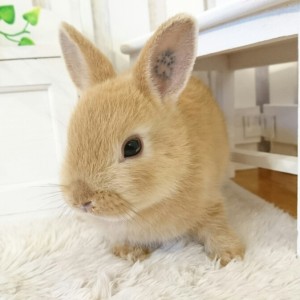 ネザーランドドワーフ　オレンジ（E8)