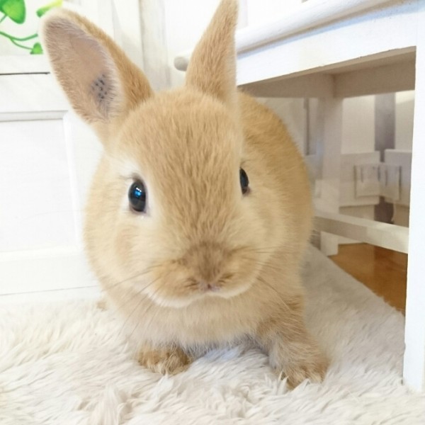 ネザーランドドワーフ　オレンジ（E8)