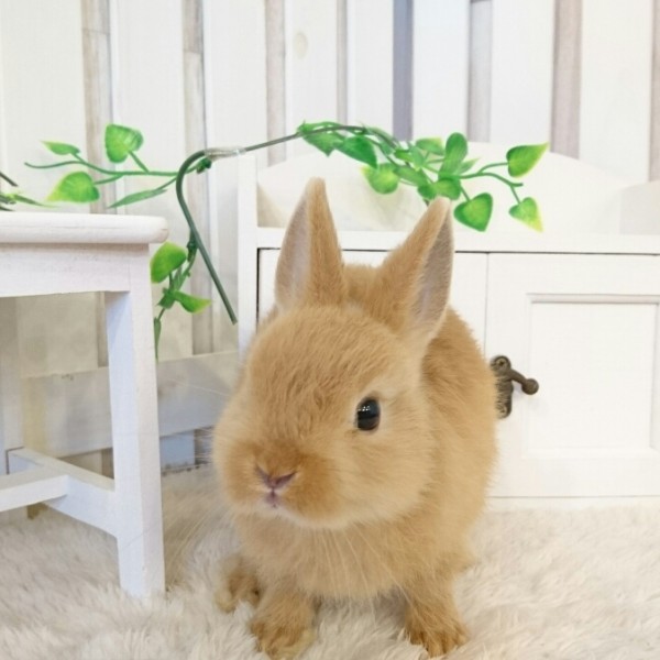 ネザーランドドワーフ（HI)