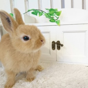 ネザーランドドワーフ（HI)