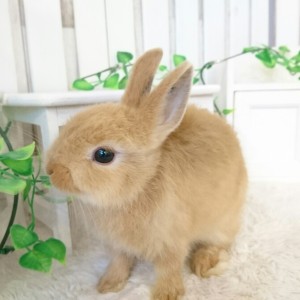 ネザーランドドワーフ（HI)